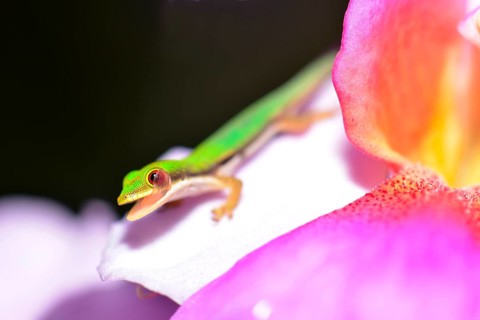 Day Gecko (Phelsuma pusilla)