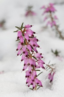 Spring Heath (Erica carnea)