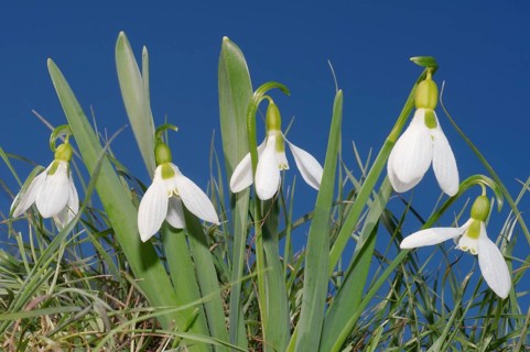 Giant Snowdrops (Galanthus elwesii)