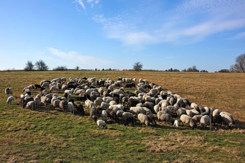 Flock of sheep in a pen on a pasture in the morning light
