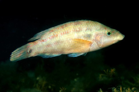 East Atlantic Peacock Wrasse (Symphodus tinca)