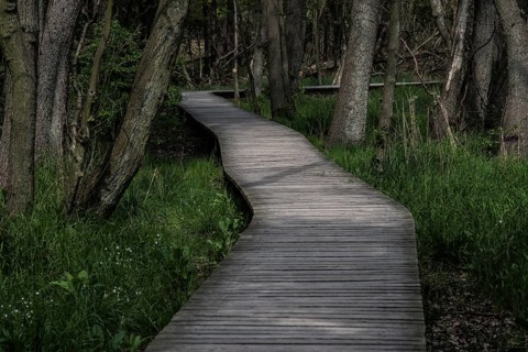 Boardwalk through the forest