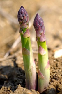 English asparagus spears growing in the field