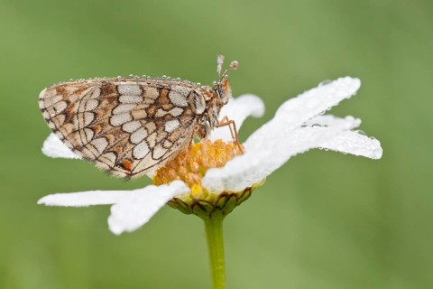 Heath Fritillary (Melitaea athalia) on an Oxeye Daisy (Leucanthemum vulgare)