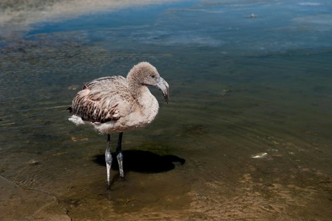 Young Andean Flamingo (Phoenicoparrus andinus) in a lagoon