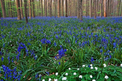 Atlantic Bluebells or Common Bluebells (Hyacinthoides non-scripta)