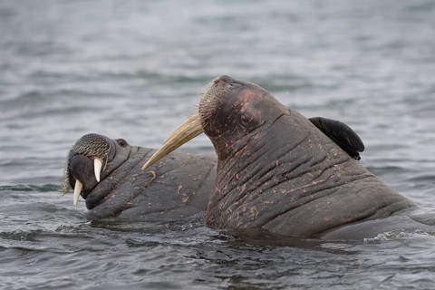 Walruses (Odobenus rosmarus)