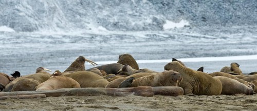 Pod of Walruses (Odobenus rosmarus)