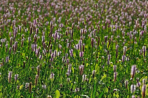 Ribwort Plantain (Plantago lanceolata)