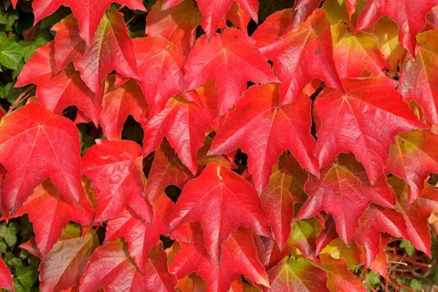 Boston ivy (Parthenocissus tricuspidata)