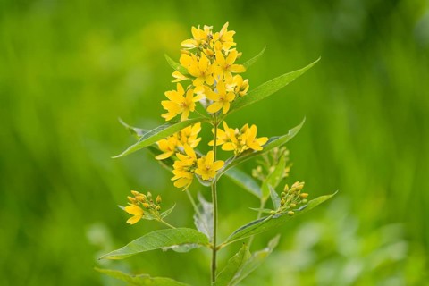 Garden Loosestrife or Yellow Loosestrife (Lysimachia vulgaris)