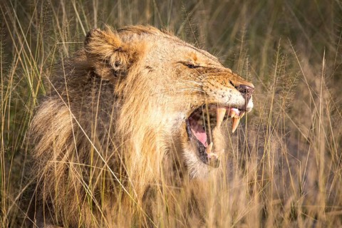 African Lion (Panthera leo)