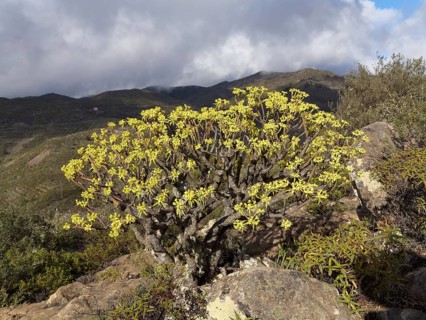Flowering Berthelot Spurge (Euphorbia berthelotii)