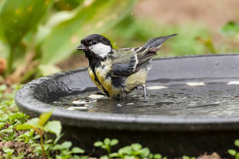 Great Tit (Parus major)