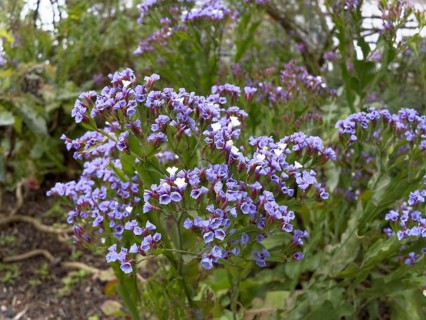 Limonium or Sea-lavender (Limonium brassicifolium)
