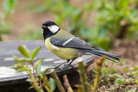 Great Tit (Parus major)
