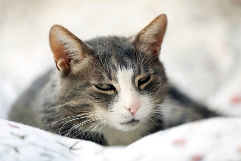 Grey cat