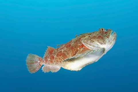 Sea Raven (Hemitripterus villosus)