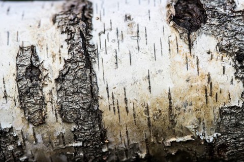 Birch (Betula sp.)