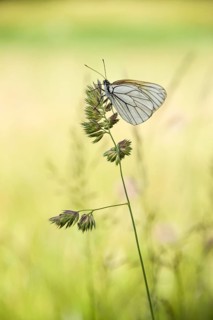 Black-veined White butterfly (Aporia crataegi) on Cock's-foot or Orchard Grass (Dactylis glomerata)