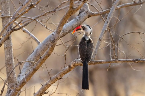 Red-billed Hornbill (Tockus erythrorhynchus)