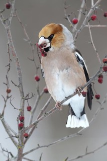 Hawfinch (Coccothraustes coccothraustes) with fruit of the vibrunum bush (Viburnum sp.) in its beak