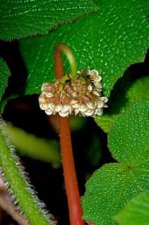 Unfolding flower of a Begonia (Begonia sp.)