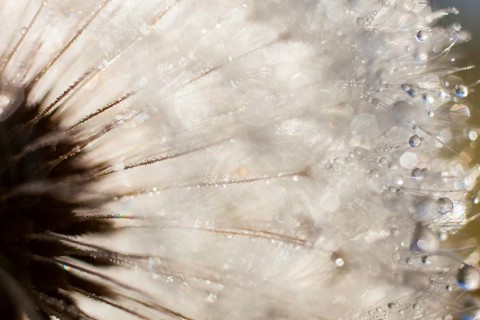 Dandelion (Taraxacum officinale)
