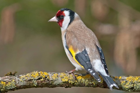 European Goldfinch or Goldfinch (Carduelis carduelis)