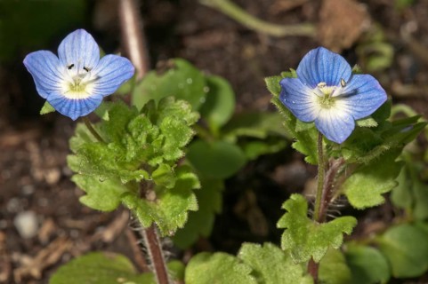 Flowering Germander Speedwell or Bird's-eye Speedwell (Veronica chamaedrys)