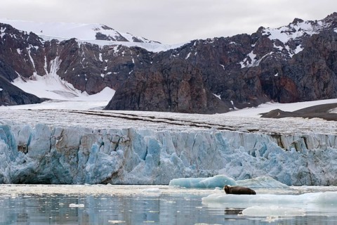 Bearded Seal (Erignathus barbatus) in Fjortende Julibreen