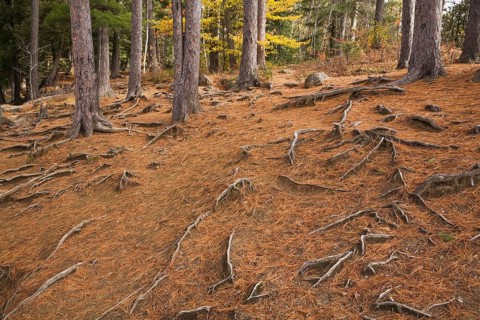 Fallen pine needles (Pinus) and exposed roots in a forest in autumn