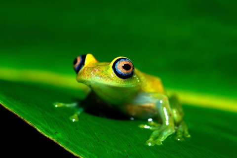 Green Bright-eyed Frog (Boophis viridis)