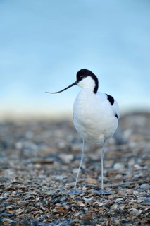 Pied Avocet (Recurvirostra avosetta)