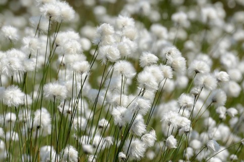 Blooming Hare's-tail Cottongrass
