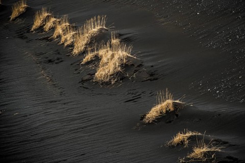 Beach Grass (Ammophila sp.) in black lava sand