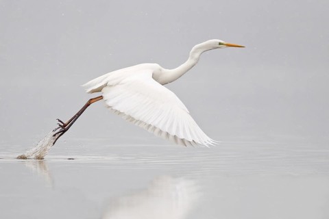 Great Egret (casmerodius albus