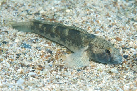 Black Goby (Gobius niger)