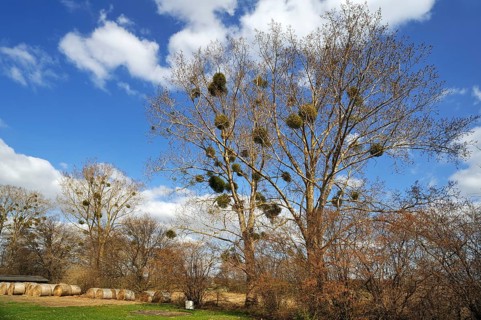 Mistletoe (Viscum album) growing in Poplar Trees (Populus)