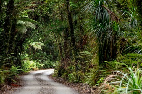Forest trail in the middle of a New Zealand jungle