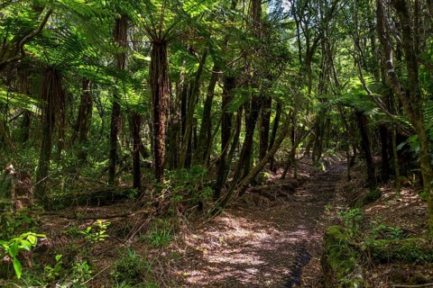 Hiking trail in the jungle