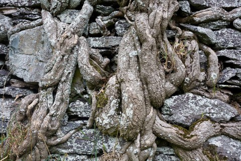 Old brick wall overgrown with ivy roots on Ballycarbery Castle