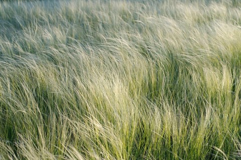 Feather grass
