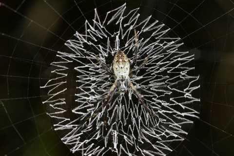 Orb-web spider
