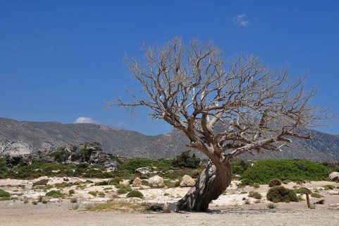 Dead olive tree