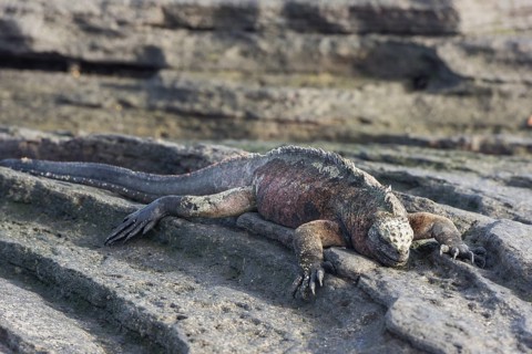 Marine Iguana (Amblyrhynchus cristatus)
