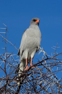Pale Chanting-Goshawk (Melierax canorus argentior)