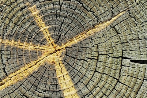 Weathered pine wood with efflorescence of sap