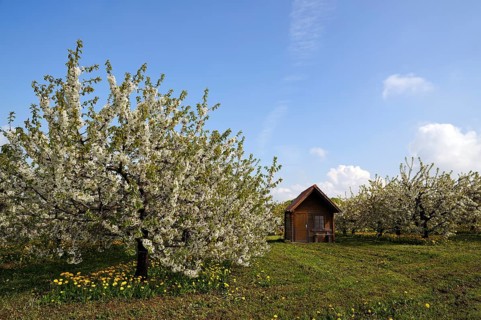 Blossoming Cherry Trees (Prunus avium)