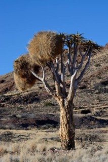 Quiver Tree or Kokerboom (Aloe dichotoma)